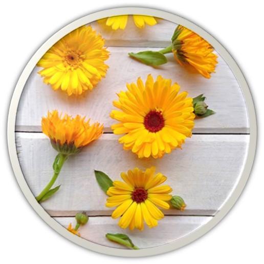 DR.HC Calendula Artichoke Toner (70ml, 2.4 fl.oz.) (Anti-acne, Anti-scar, Skin recovery, Pore shrinking...)Toner
